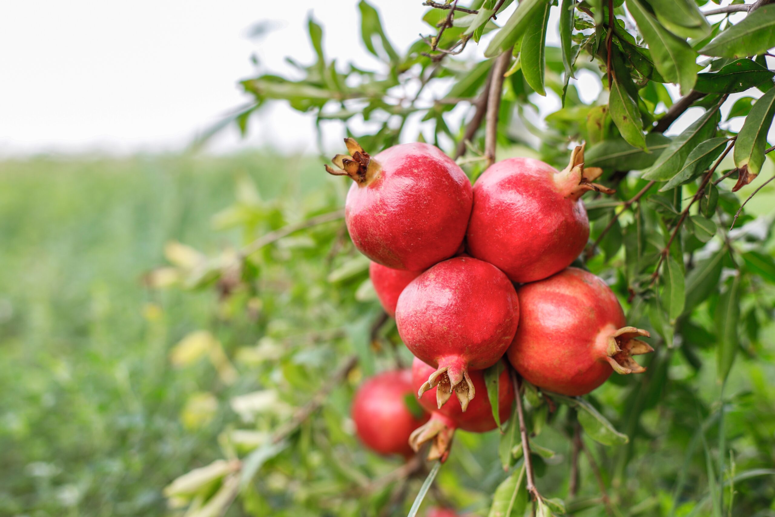 Pomegranate,On,Tree,Branch,,Red,Ripe,Pomegranate,Fruits,Grow,On