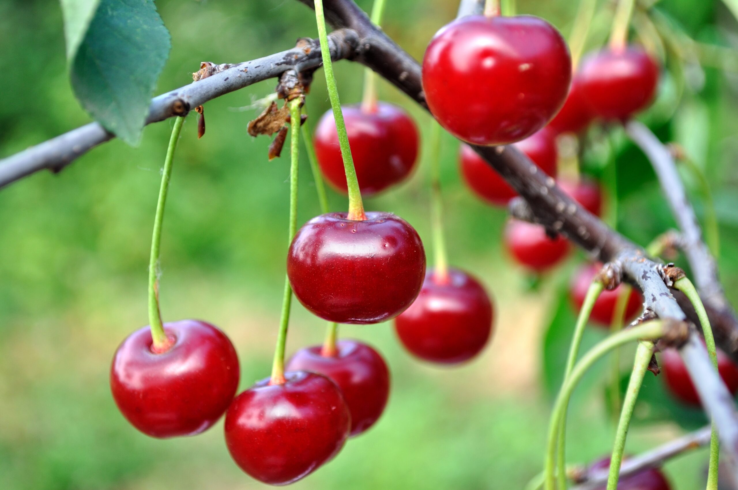 Close-up,Of,Ripe,Cherries,On,A,Tree,In,The,Garden