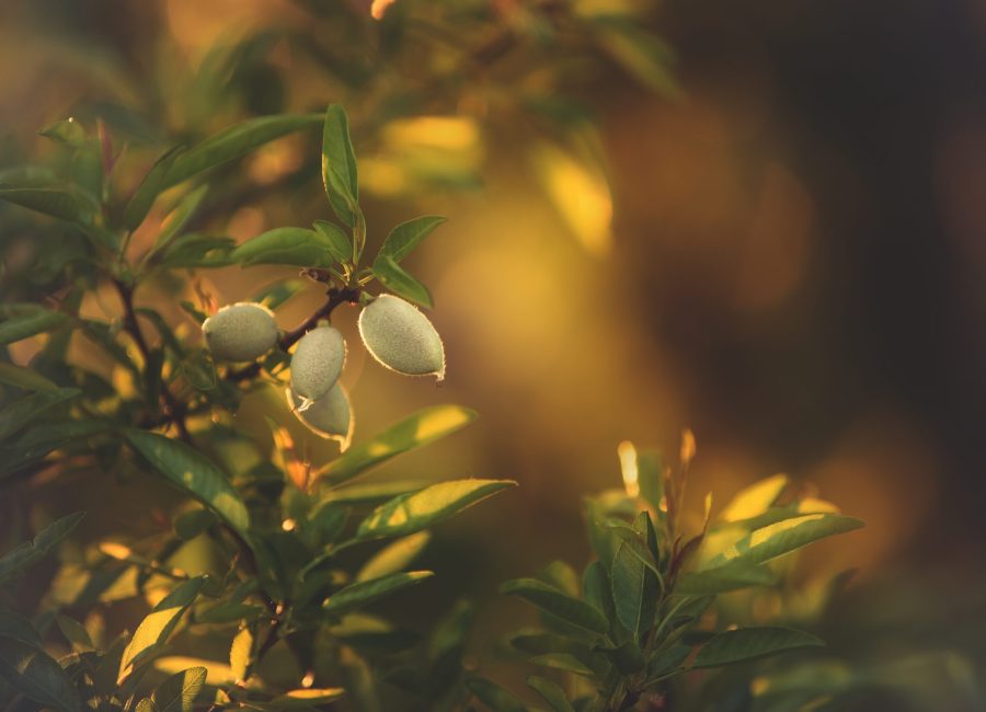 Almond,Tree,Branch,With,Green,Almond,Fruit,In,Greece,At