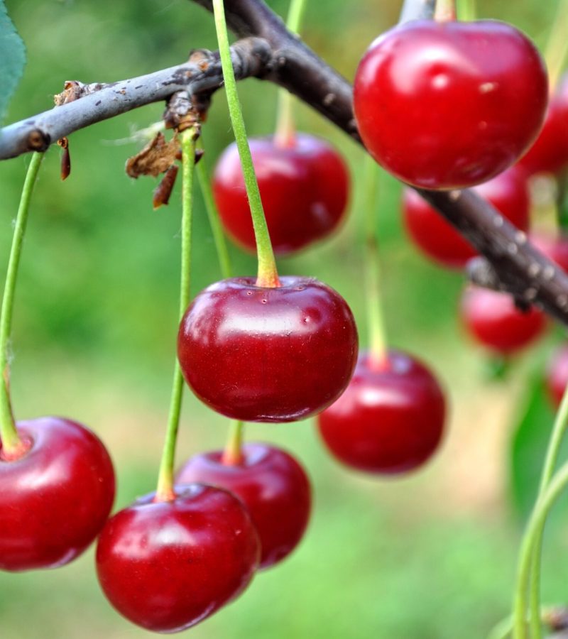 Close-up,Of,Ripe,Cherries,On,A,Tree,In,The,Garden